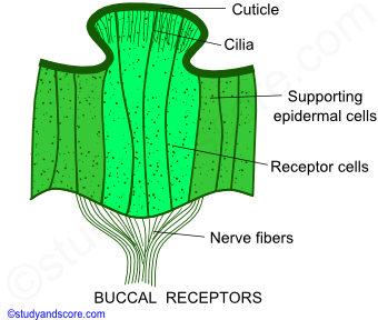 Earthworm nervous system, Earthworm sense organs, central nervous system, peripheral nervous system, buccal receptor, epidermal receptors, photoreceptors